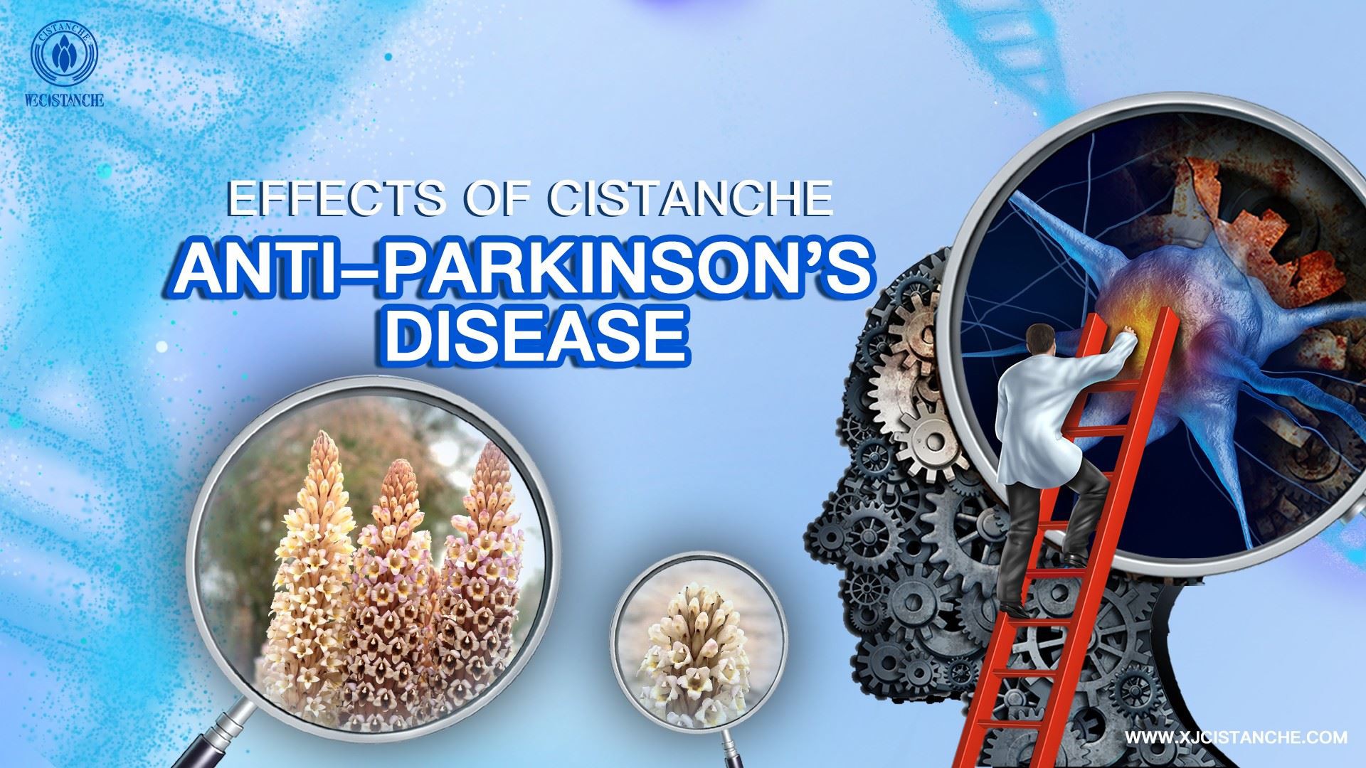how CISTANCHE to treat parkinson's disease
