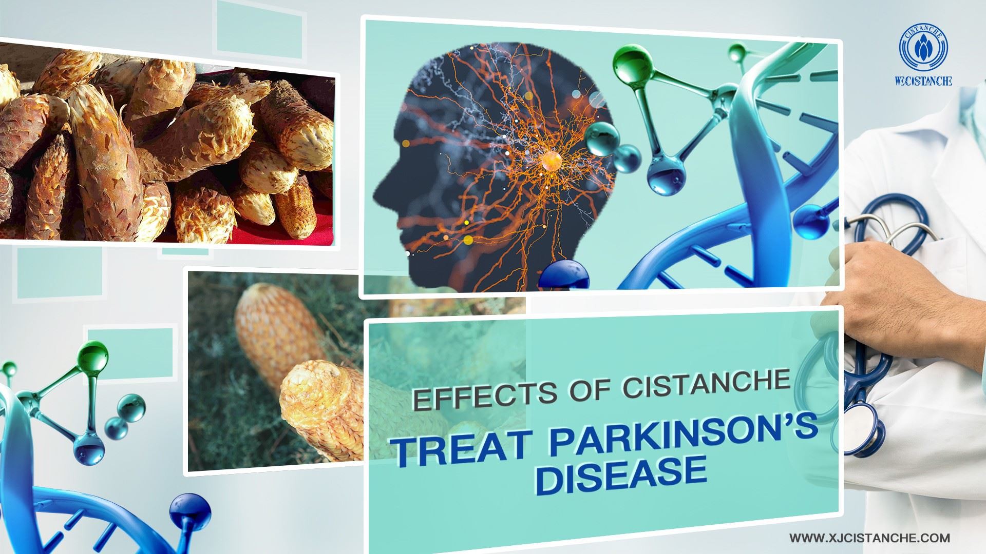 how CISTANCHE to treat parkinson's disease