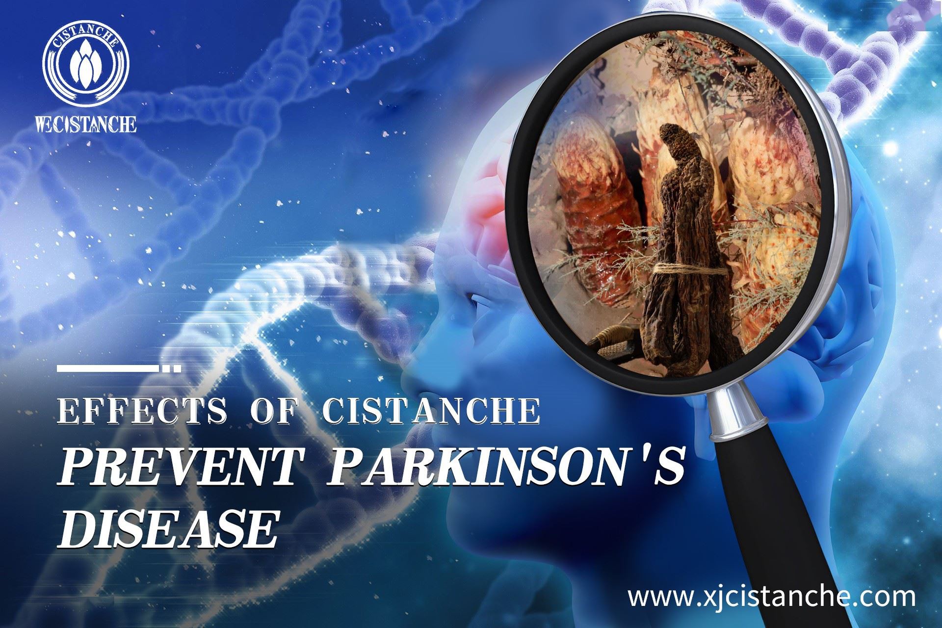 how CISTANCHE to treat parkinson's disease