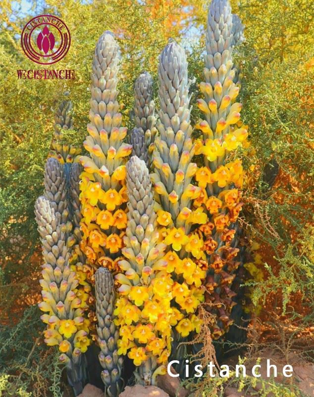 Cistanche deserticola