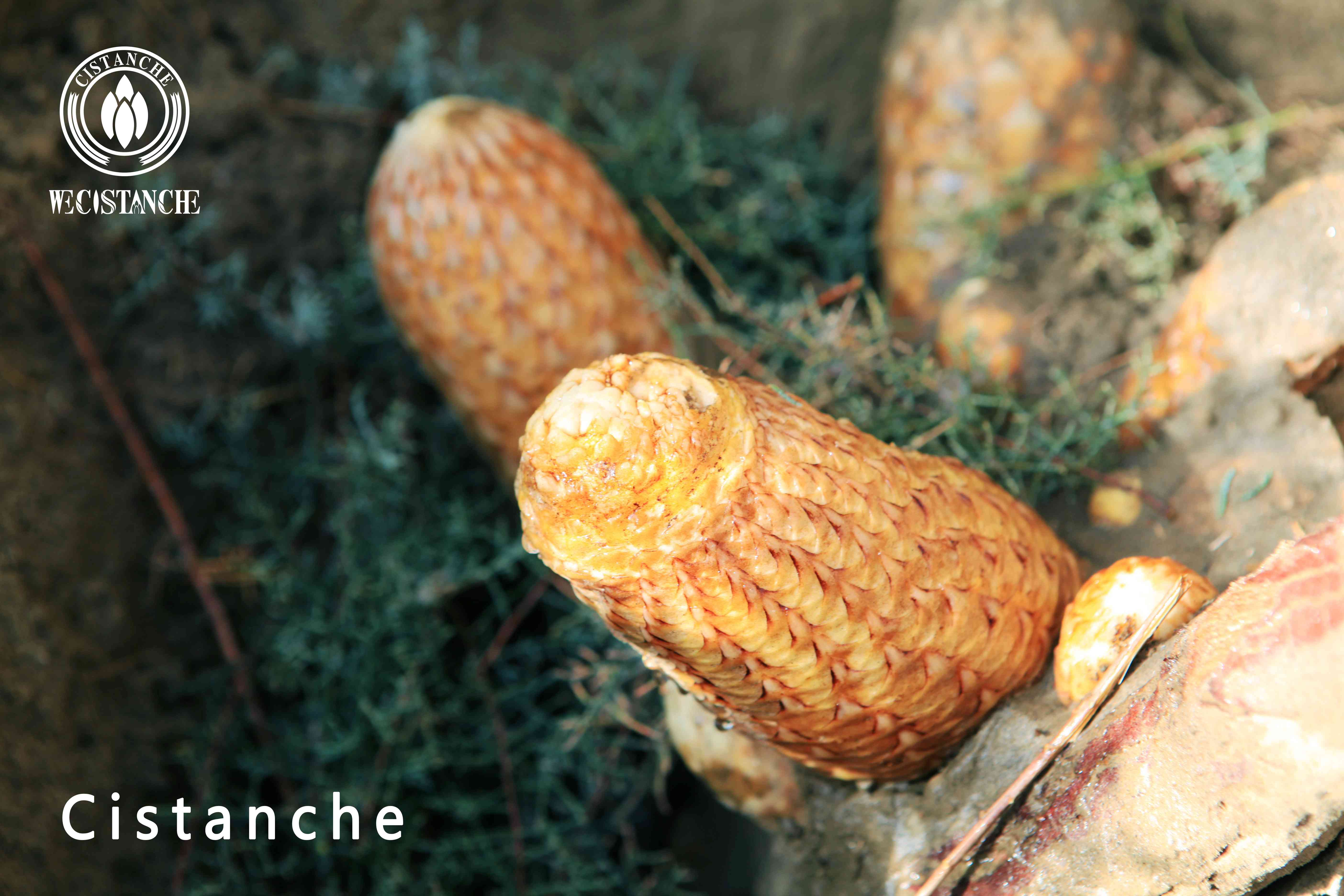 Lucky cistanche surviving