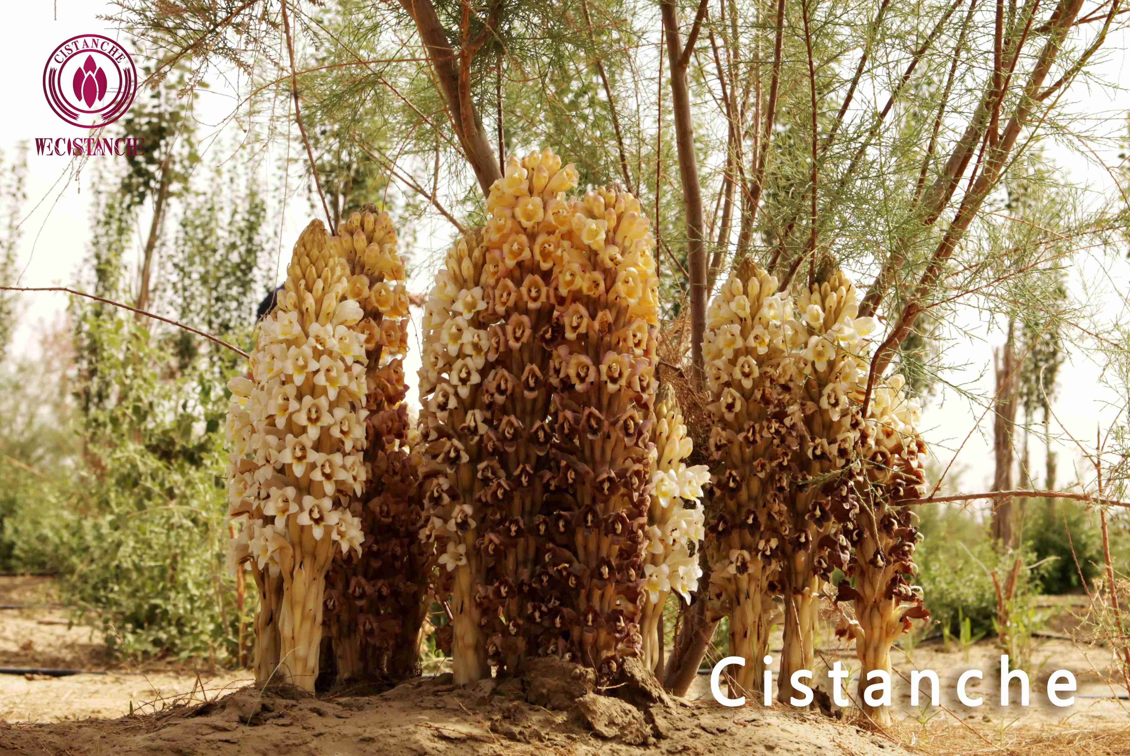 Flowering Cistanche and Haloxylon