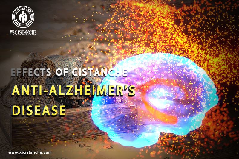 anti alzheimer's disease Cistanche