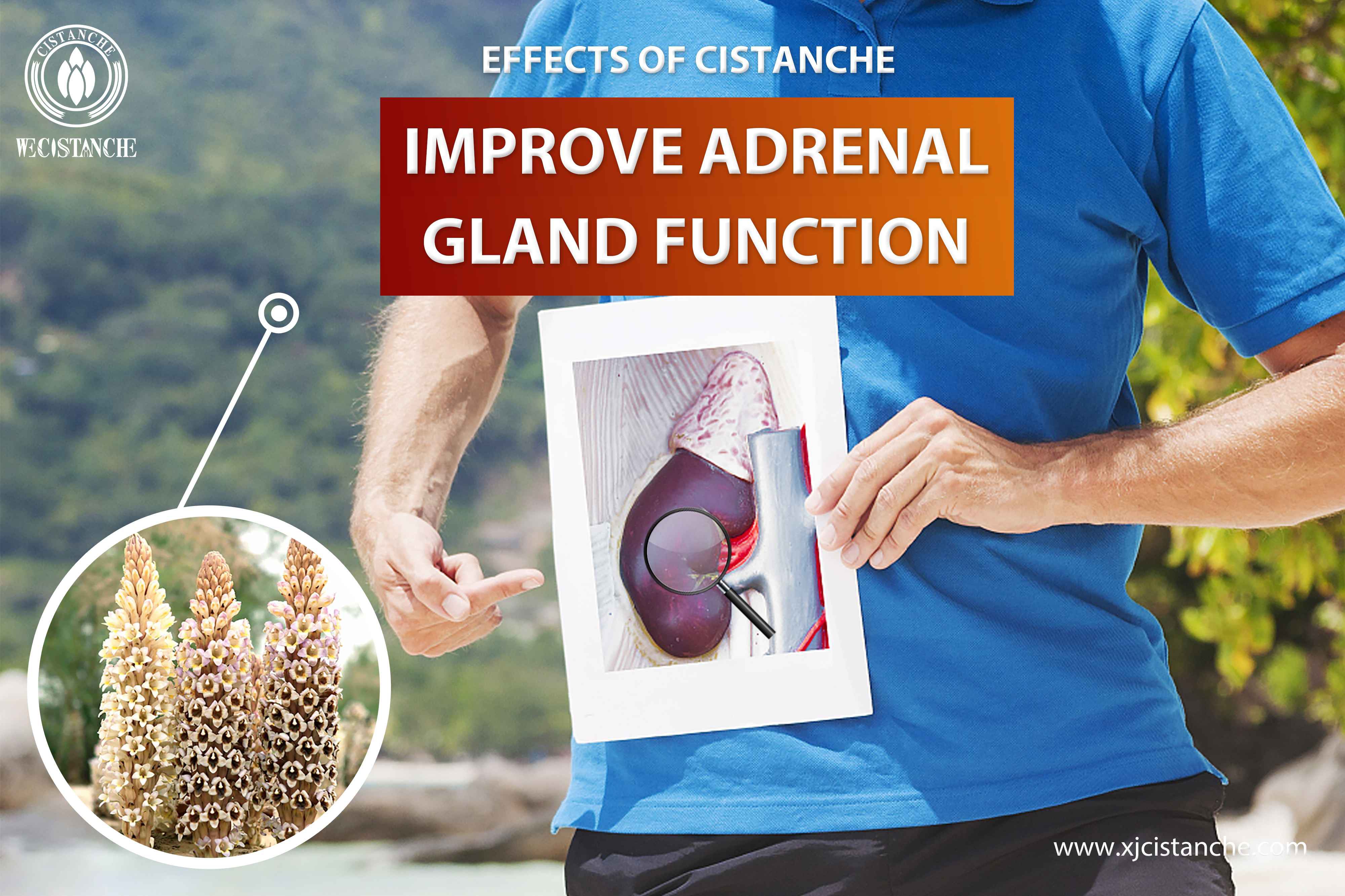 improve adrenal gland function