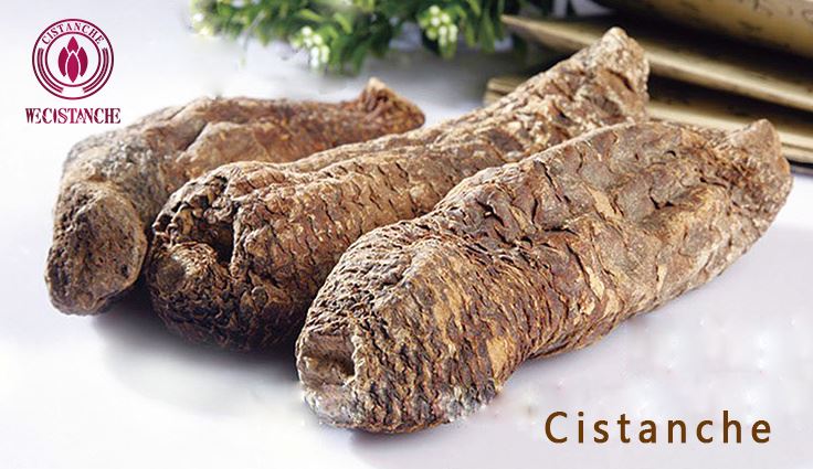 Cistanche help recovery of kidney function