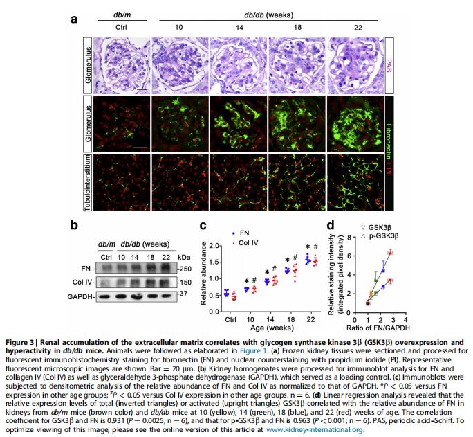 Renal accumulation of the extracellular matrix correlates with glycogen synthase kinase 3b (GSK3b) overexpression and hyperactivity in db/db mice Renal accumulation of the extracellular matrix correlates with glycogen synthase kinase 3b (GSK3b) overexpression and hyperactivity in db/db mice