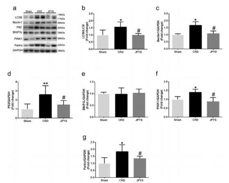 . Efect of JPYS decoction on skeletal muscle autophagy/mitophagy pathway in 5/6 nephrectomised  rats. (a) Representative Western blot images of LC3B, Beclin1, P62, BNIP3L, PINK1 and Parkin protein  expression. Quantifcation of (b) LC3II/LC3I ration, (c) Beclin1, (d) P62, (e) BNIP3L, (f) PINK1 and (g) Parkin  protein levels. GAPDH was used as loading control. Data are expressed as Fold change vs.