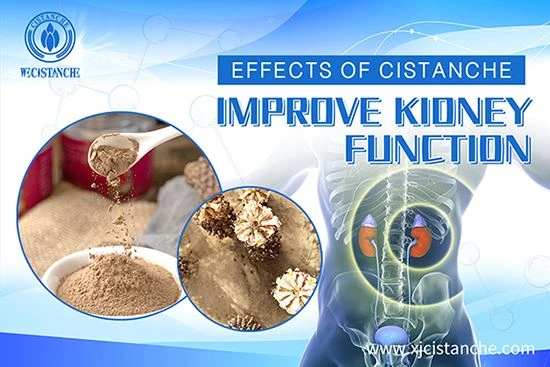 Cistanche for improve kidney dysfunction