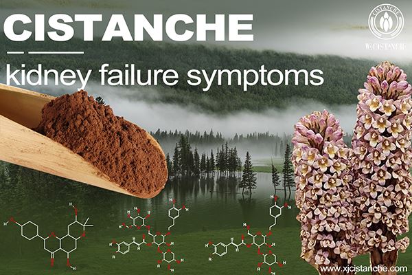 Cistanche for kidney failure symptoms