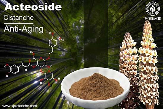 phenylethanoid glycosides in Cistanche Salsa phenylethanoid glycosides in Cistanche Salsa