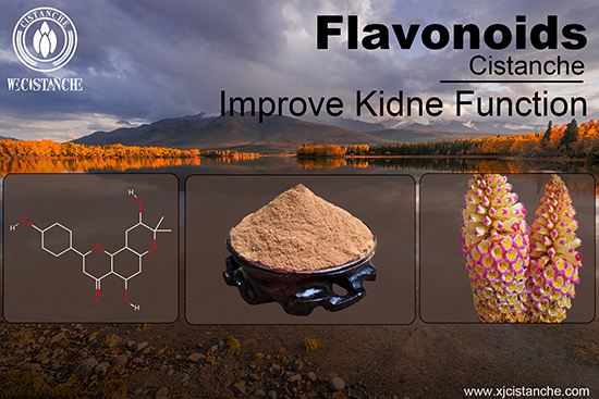 Cistanche for treating renal disease Cistanche for treating renal disease