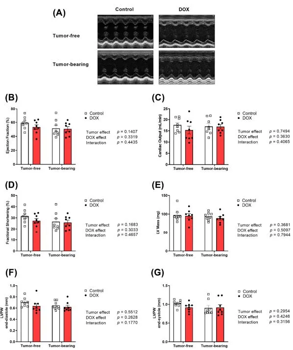 Figure 2. Chronic administration of DOX (4 mg/kg/week) for 3 weeks causes a similar cardiac response in tumor-free and tumorbearing juvenile mice. Tumor-free an