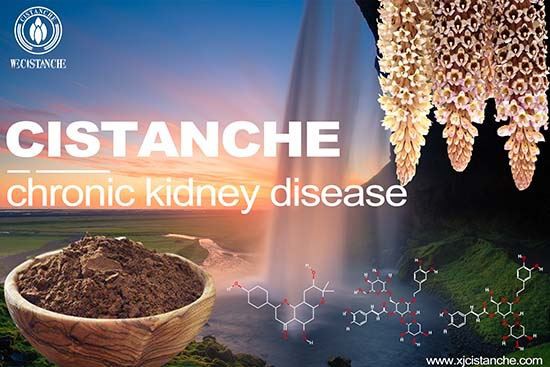 Cistanche-chronic kidney disease Cistanche-chronic kidney disease