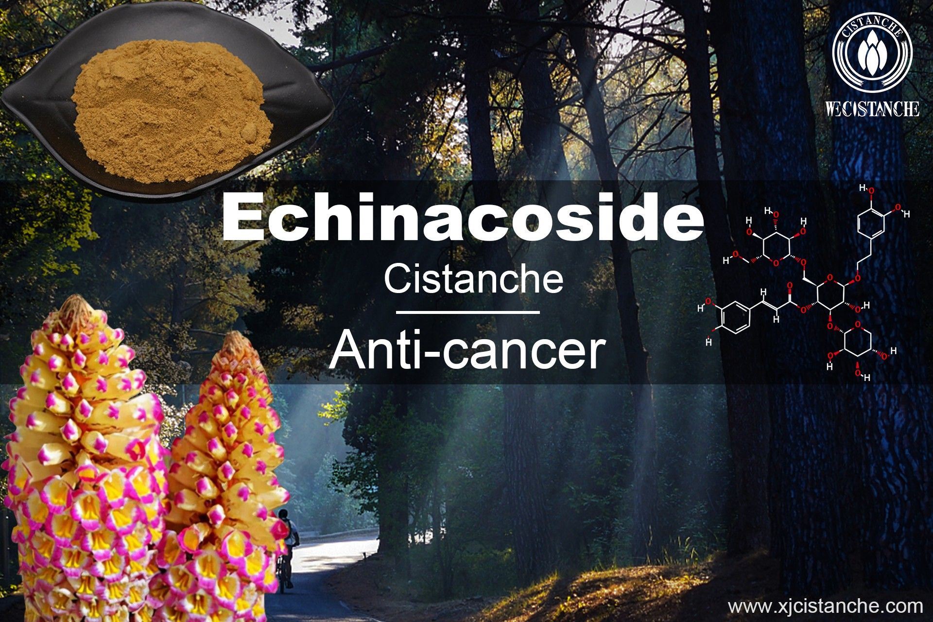 Echinacoside of Cistanche