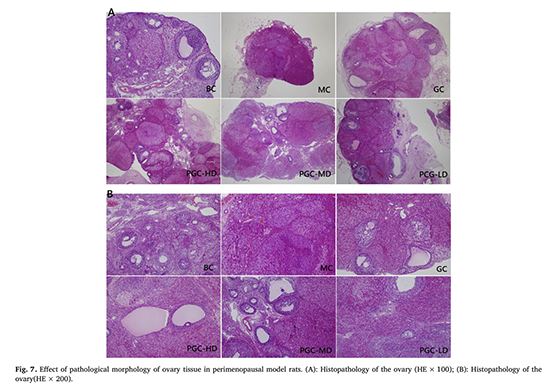 Phenylethanoid glycosides of Cistanche Herb has a Neuroendocrine-immune function Phenylethanoid glycosides of Cistanche Herb has a Neuroendocrine-immune function