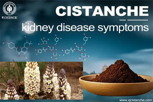 cistanche can relieve kidney disease symptoms cistanche can relieve kidney disease symptoms