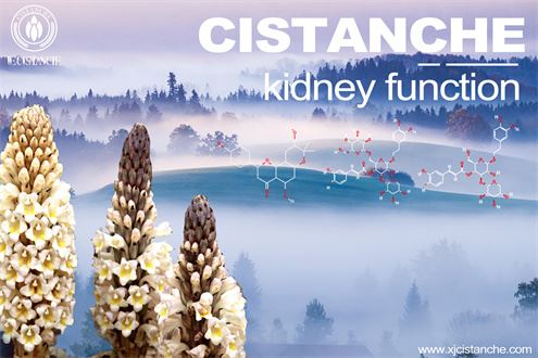 what is cistanche used for: improve kidney function