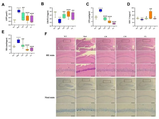 Figure 6. CDPS treatment reduces oxidative stress in the brains of D-galactose-induced aging model mice.