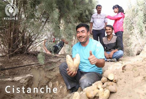 cistanche reduce constipation cistanche reduce constipation