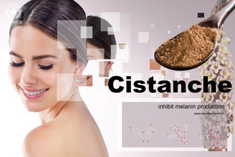 cistanche -whitening effect4