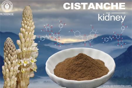 Cistanche-kidney-1(1)