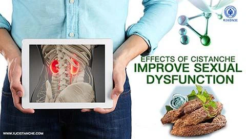 Improve Kidney disease--Cistanche acteoside Improve Kidney disease--Cistanche acteoside