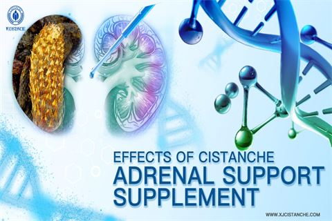 effects of cistanche adrenal support supplement