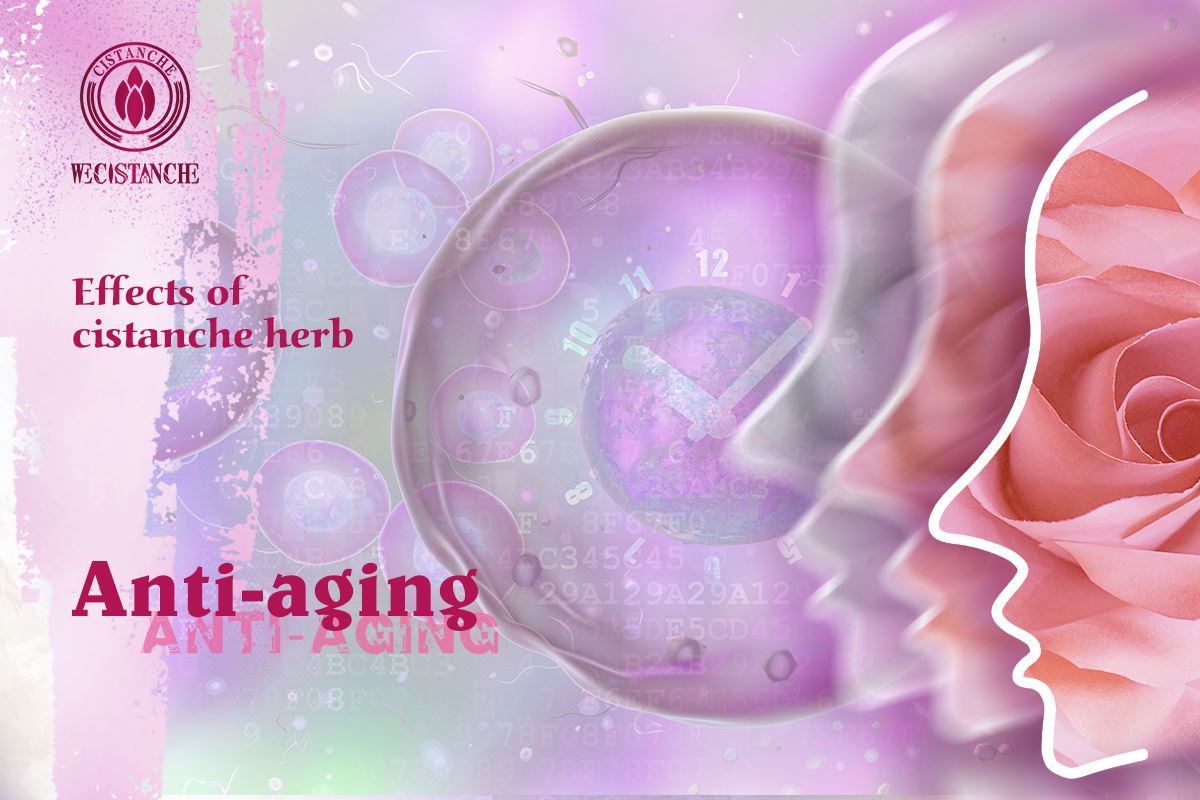 Cistanche：anti-aging