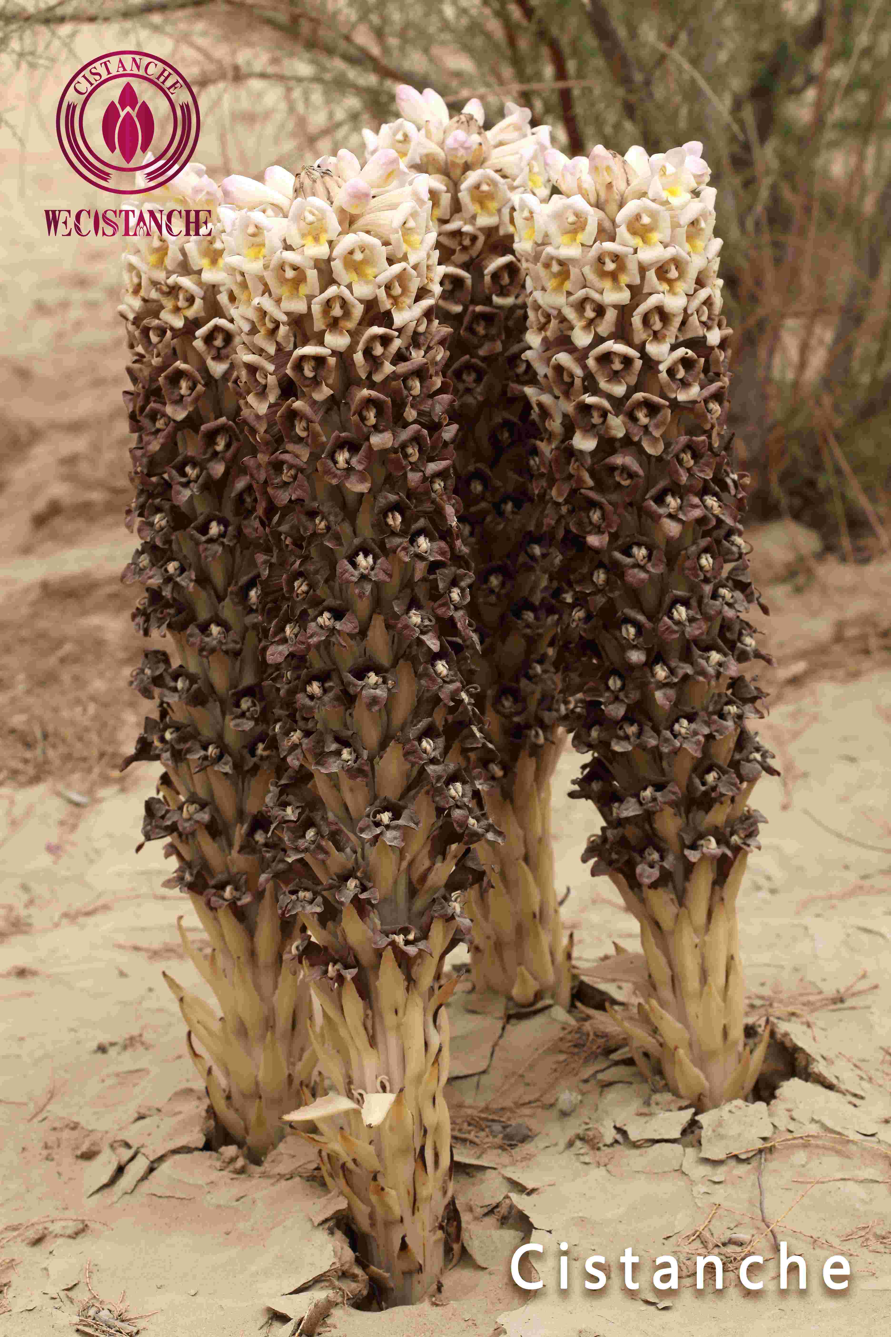 Cistanche in desert