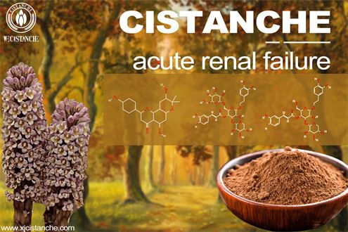 Cistanche-acutal failure-3(105)