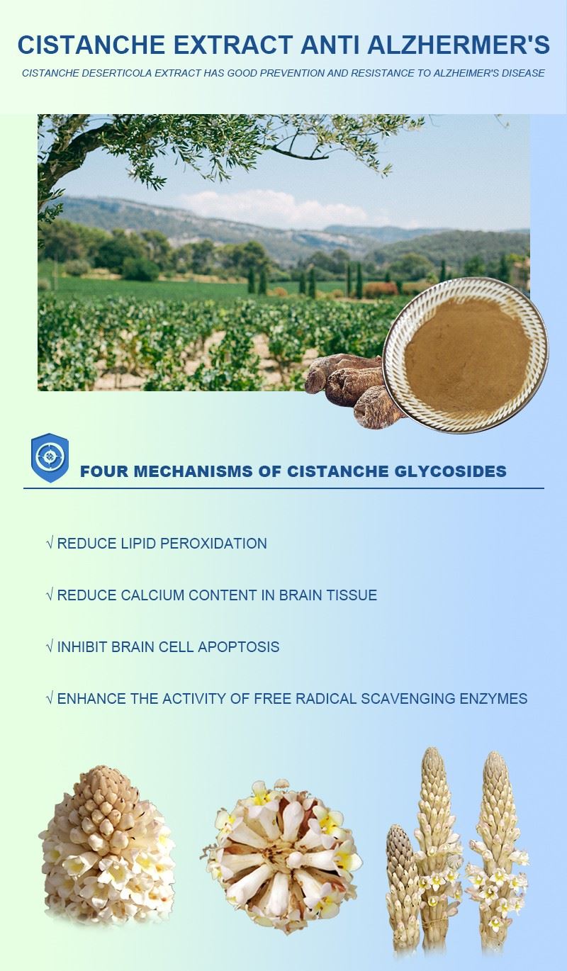 Cistanche-Extract-for-Anti-Alzhermer's