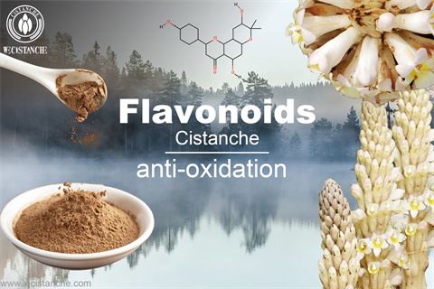 CISTANCHE HAS ANTI-OXIDATION EFFECTS