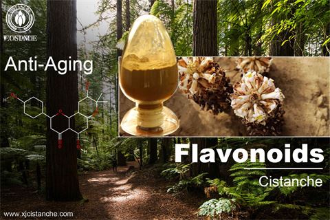 CISTANCHE CAN ANTI-AGING