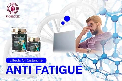 Cistanche antifatigue function (5) Cistanche antifatigue function (5)