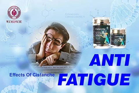 Cistanche antifatigue function (7) Cistanche antifatigue function (7)