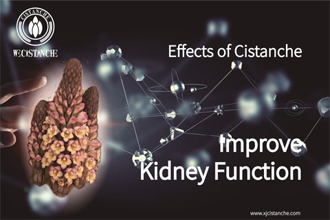 effects of cistanche：improve kidney function