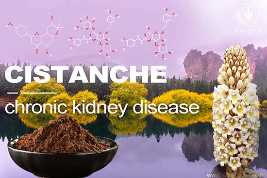 Cistanche-chronickidney dusease-2(80) Cistanche-chronickidney dusease-2(80)