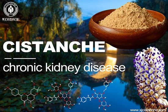 maca ginseng cistanche seahorse maca ginseng cistanche seahorse