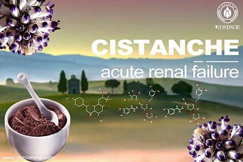 best herbs for treat nephropathy best herbs for treat nephropathy