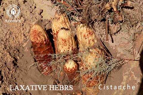 laxative cistanche