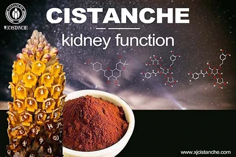  best herbs for kidney deficiency