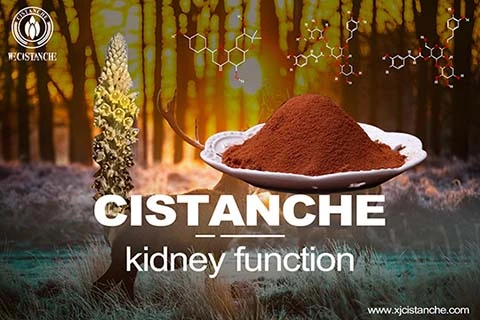  best herbs for kidney deficiency