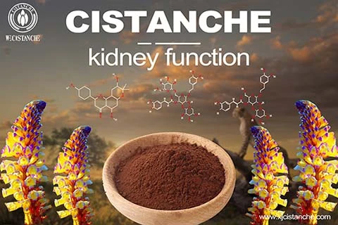 cistanche Chronic Renal Failure