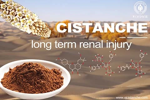 cistanche Chronic Renal Failure