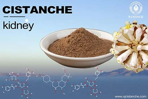 Cistanche-kidney-4(4) Cistanche-kidney-4(4)