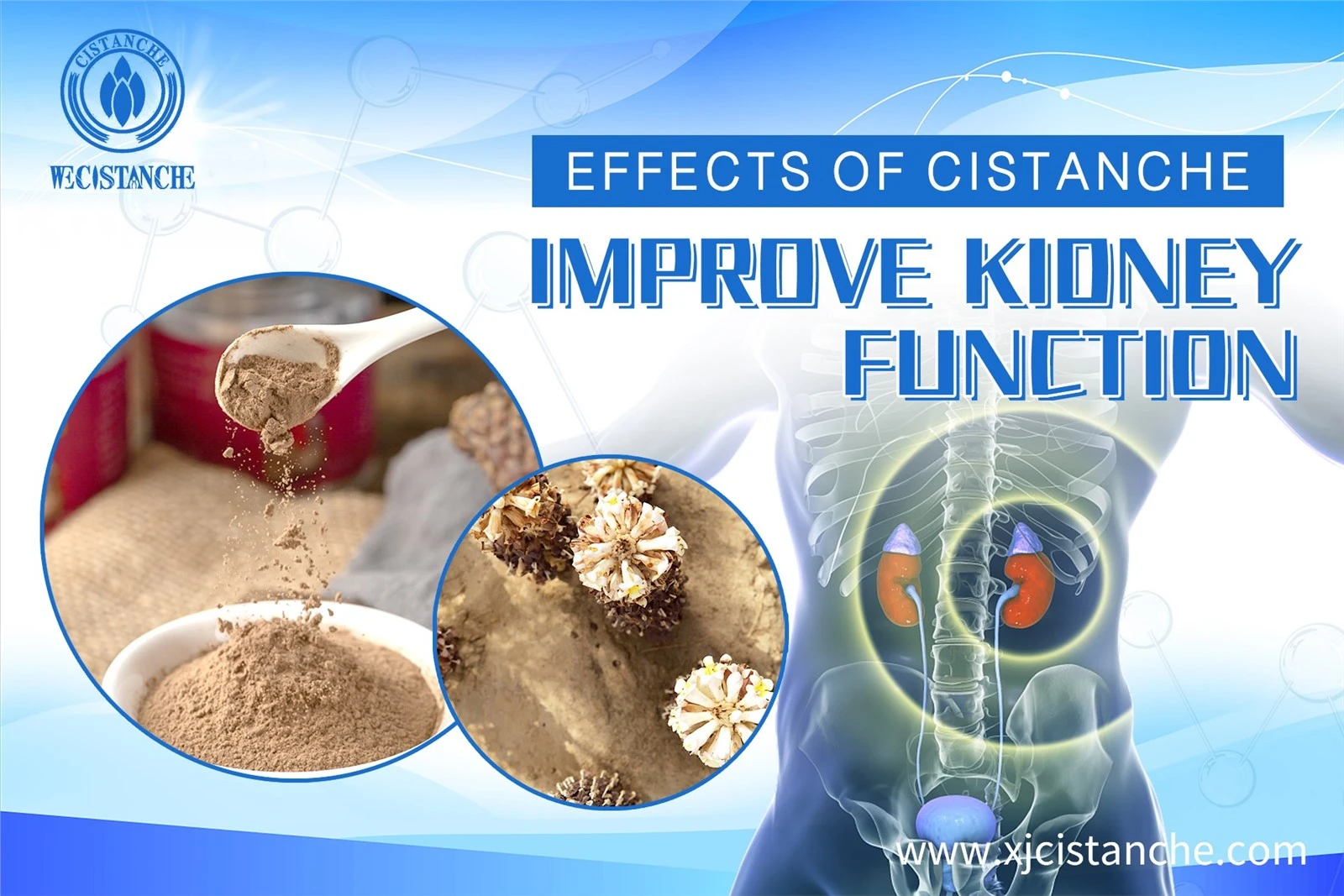 natural herb for kidney