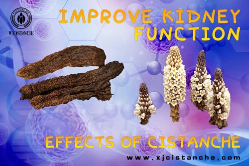 natural herb for kidney