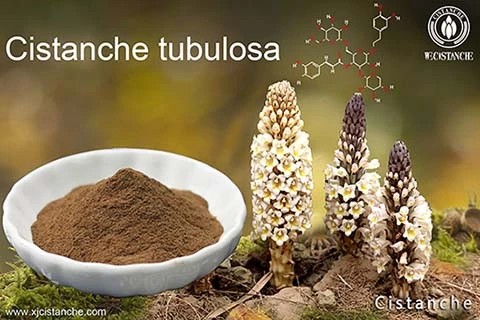 Cistanche treat Diabetes