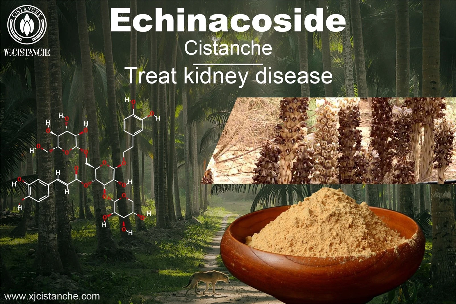 natural herb for kidney natural herb for kidney