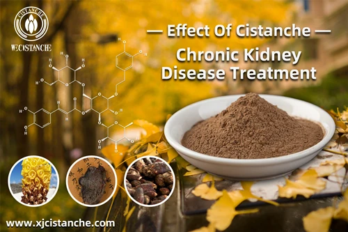 Cistanche extract benifits in Traditional Chinese Medicine Cistanche extract benifits in Traditional Chinese Medicine
